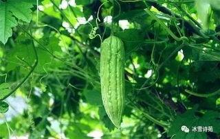 空瓜怎么吃,创意料理解锁美味新境界  第2张