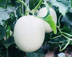 空瓜怎么吃,创意料理解锁美味新境界  第3张