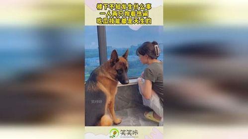 狗看热闹吃瓜图片,萌态十足引网友热议 第1张 狗看热闹吃瓜图片,萌态十足引网友热议 第1张