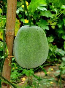 女感染吃瓜 第2张 女感染吃瓜 第2张