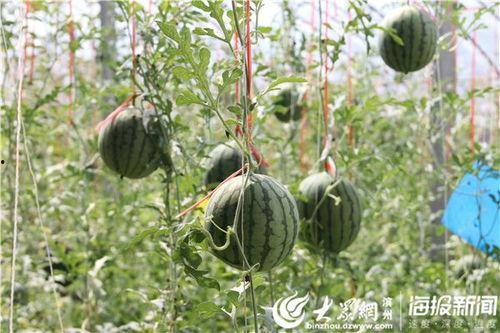 戚殿吃瓜视频,揭秘娱乐圈幕后故事 第1张 戚殿吃瓜视频,揭秘娱乐圈幕后故事 第1张