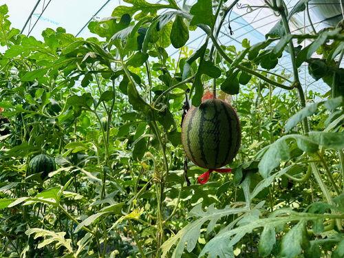 夸克上吃瓜,揭秘宇宙中的神秘现象 第2张 夸克上吃瓜,揭秘宇宙中的神秘现象 第2张