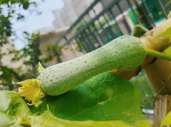 改不了吃瓜的毛病 第1张 改不了吃瓜的毛病 第1张