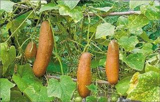 吃瓜瘘籽上火吗  第2张