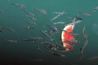 小鱼瓜怎么吃,从家常到创意料理  第2张