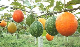 吊瓜可吃吗,美味可口的天然食材探索  第1张