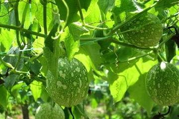 吊瓜可吃吗,美味可口的天然食材探索  第2张