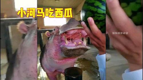 河马吃瓜gif 第1张 河马吃瓜gif 第1张
