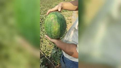 可以用手掏着吃的瓜,手掏瓜果的诱惑之旅  第2张