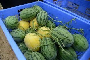 山西吃瓜群,揭秘民间美食背后的故事 第3张 山西吃瓜群,揭秘民间美食背后的故事 第3张