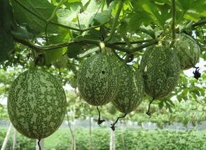 吃瓜技术大全视频,揭秘吃瓜技术大全视频核心技巧  第1张