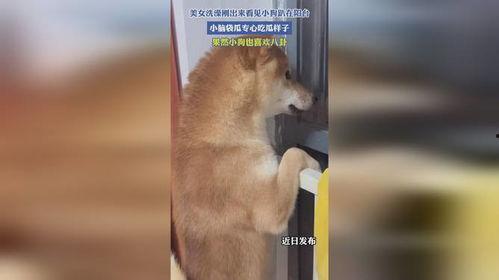 狗子站在阳台吃瓜,狗子悠闲吃瓜时光  第3张