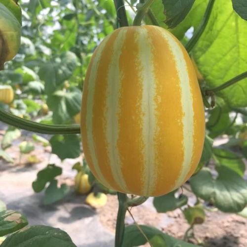 镜子里有人吃瓜,揭秘镜子里吃瓜的奇幻瞬间  第1张