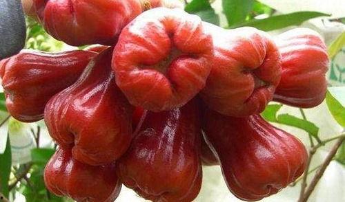 莲雾视频吃瓜网址,带你领略网络热点的魅力 第2张 莲雾视频吃瓜网址,带你领略网络热点的魅力 第2张