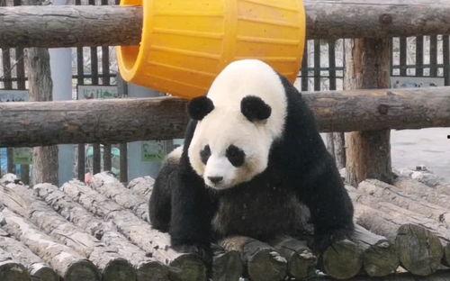 妙妙吃自己的瓜,一场关于成长与反思的奇妙之旅  第1张